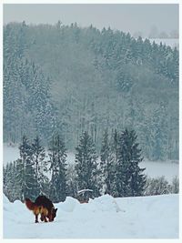 Scenic view of snow covered landscape