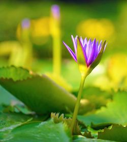 Close-up of lotus water lily in pond