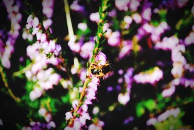 Close-up of insect on flower
