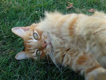 High angle view of ginger cat lying on grass