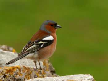 Close-up of bird perching on rock