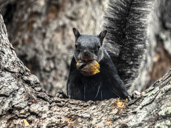 Close-up of squirrel eating food on tree trunk