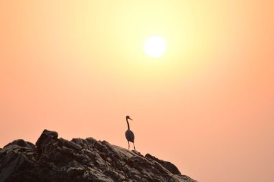 Bird perching on rock in mountains during sunset