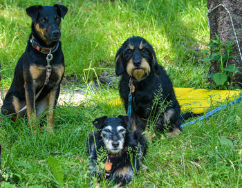 Portrait of black dog sitting on grass