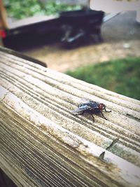 Close-up of insect on wood