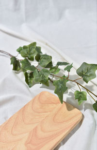 Close-up of hand holding leaves
