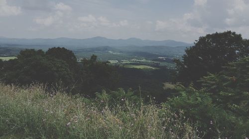 Scenic view of forest