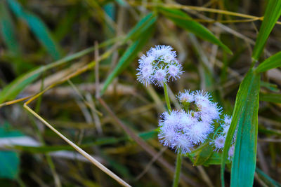 Close-up of purple flowers