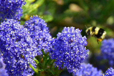 Close-up of bee pollinating on purple flower