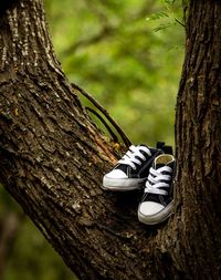 Close-up of shoes on tree trunk