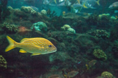 Fish swimming in sea