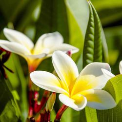 Close-up of frangipanis blooming outdoors