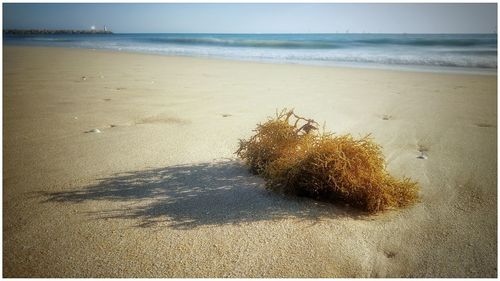 Plant on sand at beach against sky