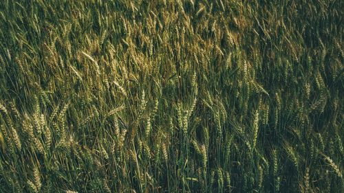 Full frame shot of crops on field