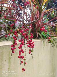 Close-up of red berries growing on tree