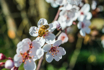 Close-up of cherry blossom