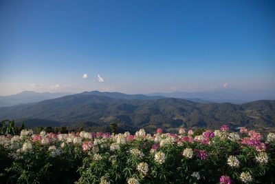 Scenic view of flowering plants against sky