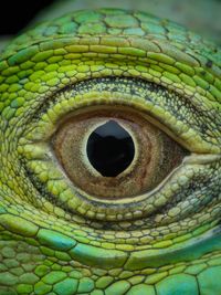 Close-up of iguana