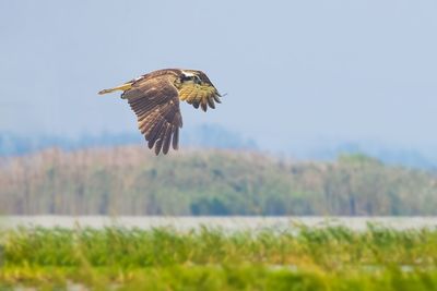 Bird flying over a field