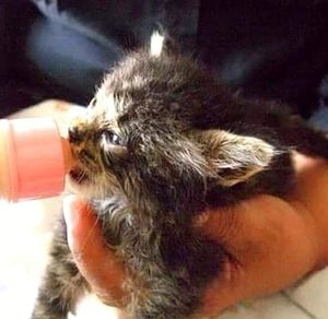 Close-up of a hand holding cat