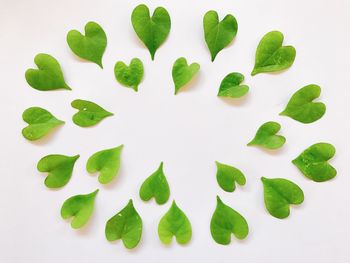 High angle view of green leaves on white background