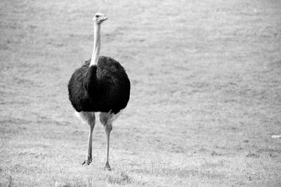 Bird standing in a field