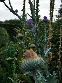 Close-up of purple flowering plants on field