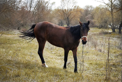 Horse standing in field