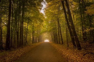 Road amidst trees in forest during autumn