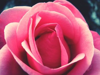 Close-up of rose blooming outdoors