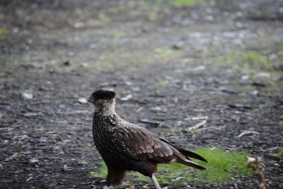 Close-up of bird