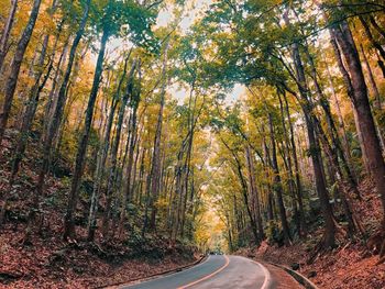 Road amidst trees in forest during autumn