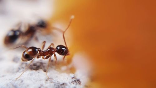 Close-up of ant