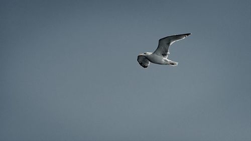 Low angle view of seagull flying