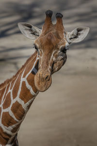 Close-up of giraffe