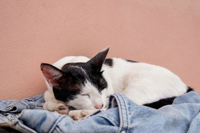 Domestic cat sleeping on denim fabric with orange wall background