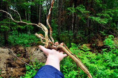 Midsection of person holding tree in forest