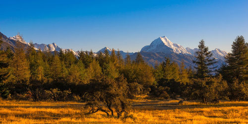 Trees on field against sky at mt cook national park