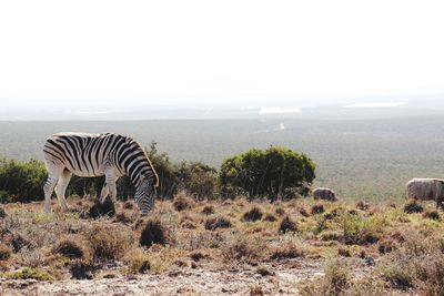 View of giraffe on field against sky