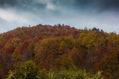 Trees against sky during autumn