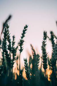 Low angle view of plants