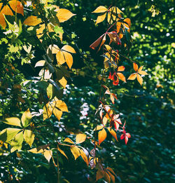 Close-up of yellow flowering plant