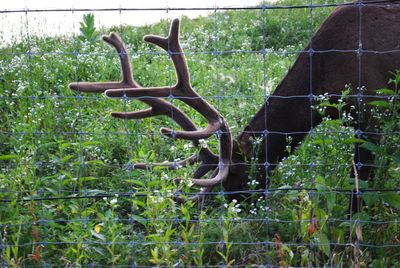 Rusty metal fence on field