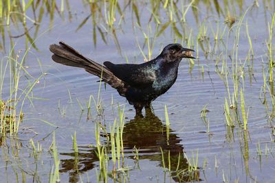 Bird on a lake