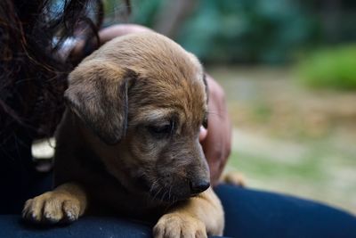 Close-up of puppy sitting on lap 