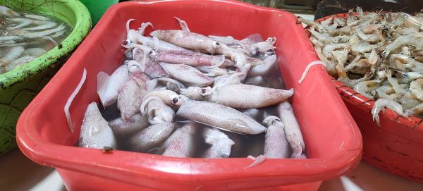 High angle view of fish in container