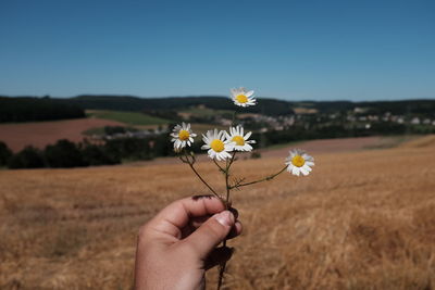 Close-up of young woman holding daisy flowers