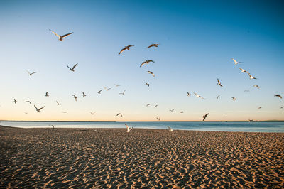 Birds flying on beach