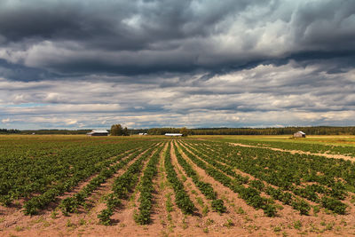 Scenic view of agricultural field against sky