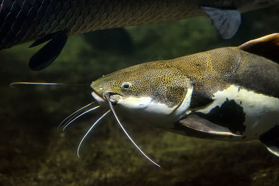 Close-up of fish swimming in sea